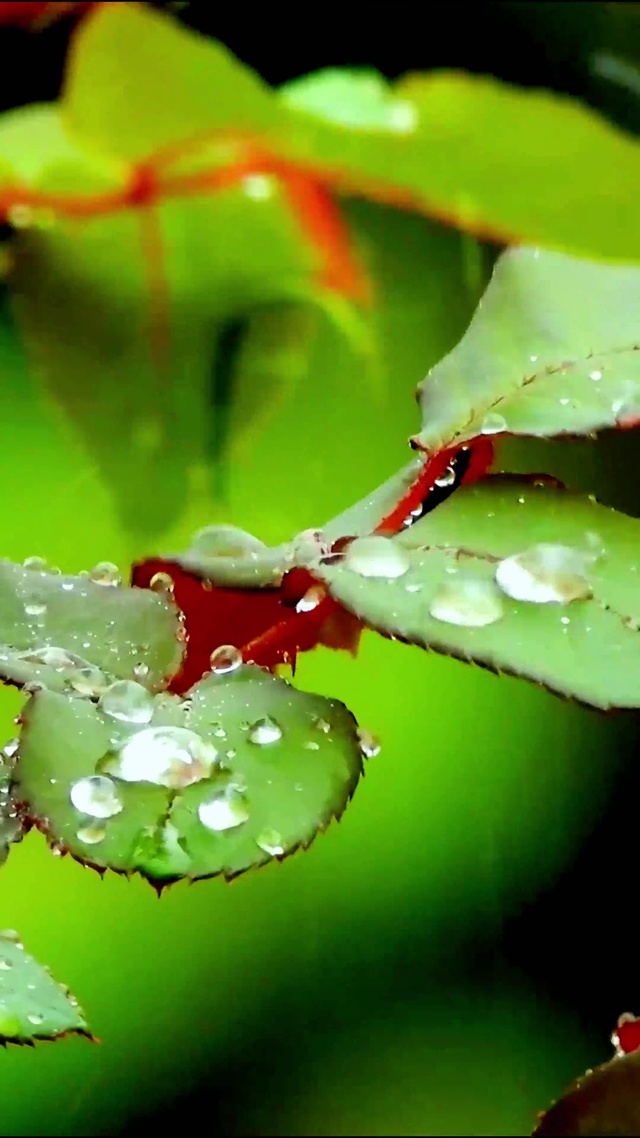 4K治愈小雨水珠