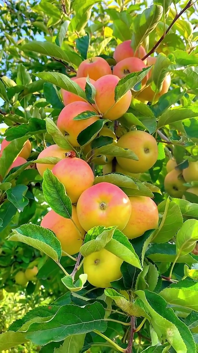 春华秋实 硕果累累