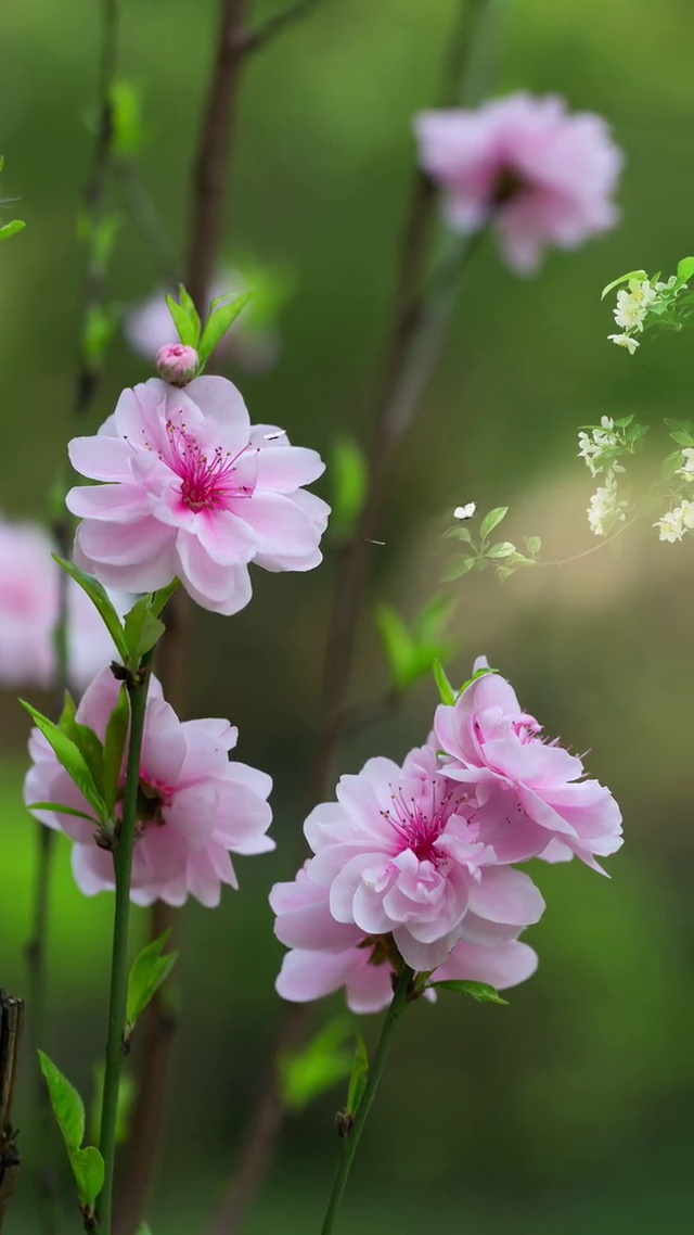 只见花甜俏面容
谁知爬满相思虫
本想枯萎是解药
来年春发又重逢

