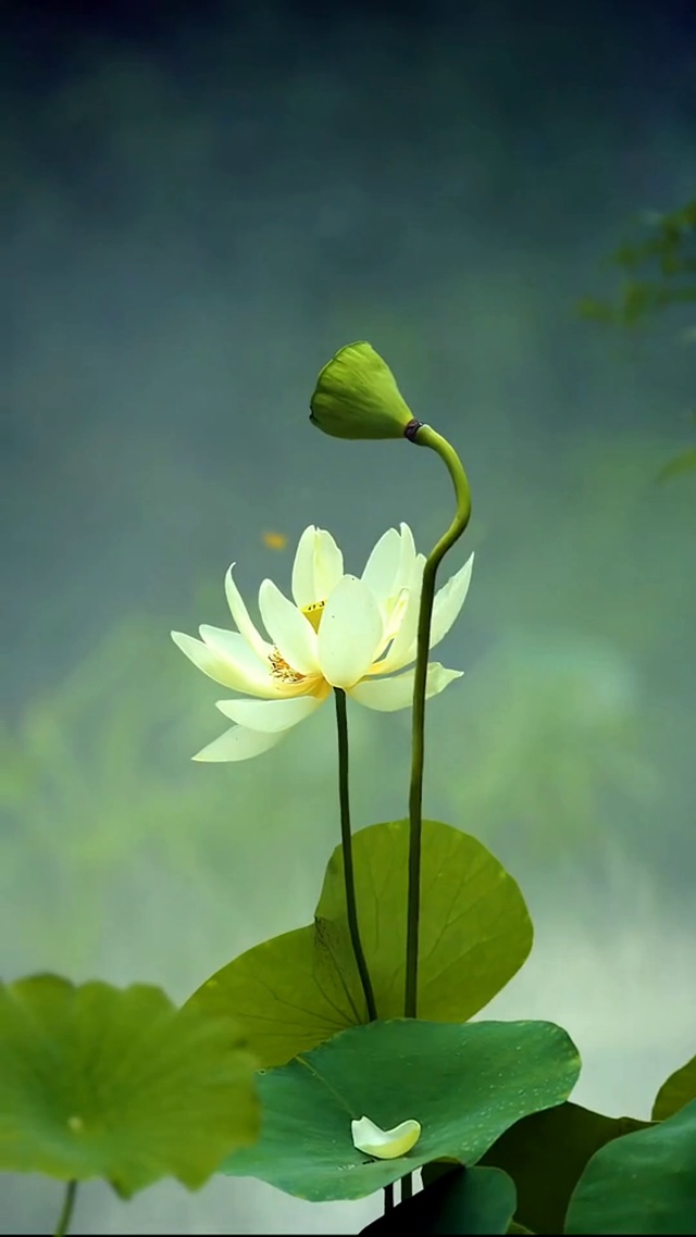 莲花盛开 好运自来