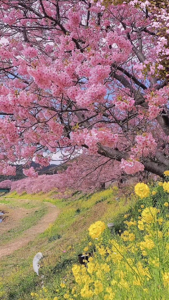 百花争艳