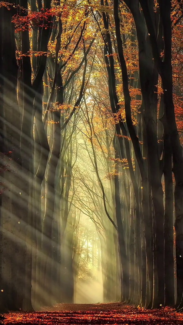 秋风落叶别伤恋