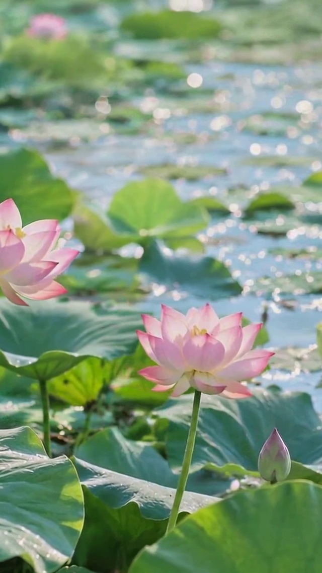 波光粼粼夏日荷花湖