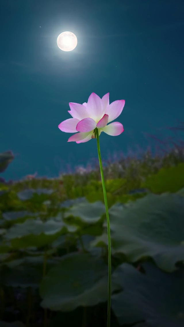 荷花之荷塘月色