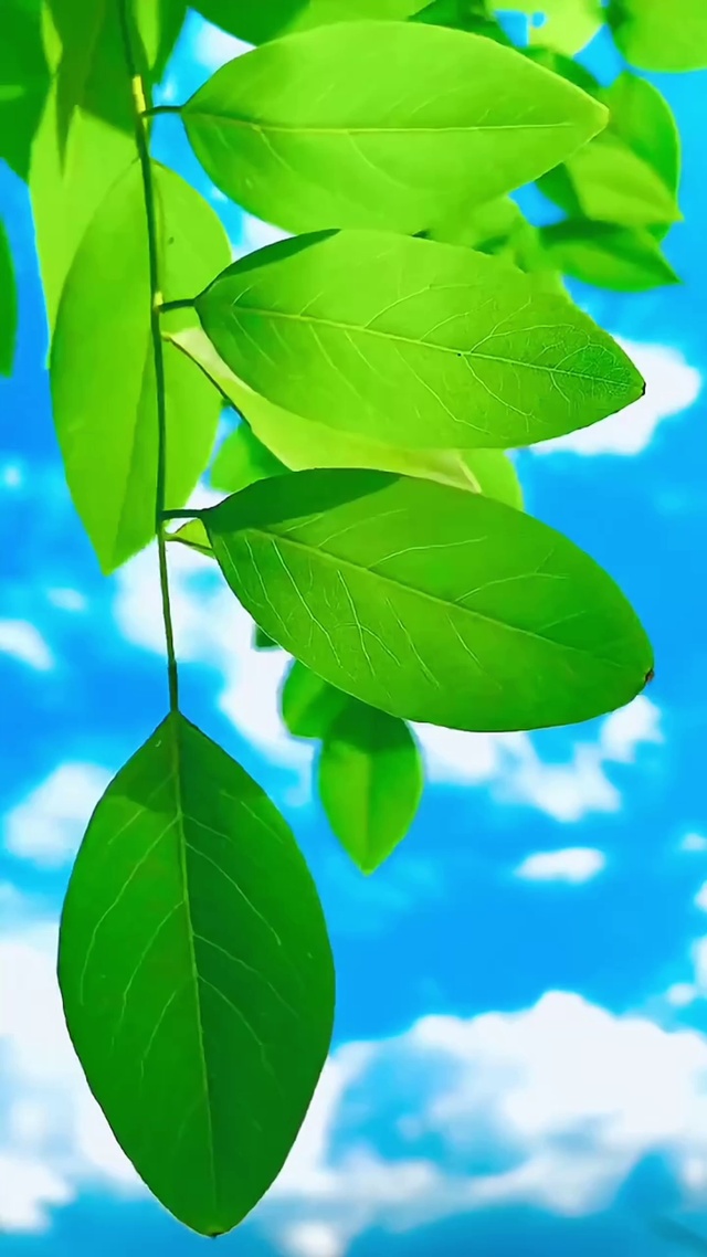 4k蓝天绿叶