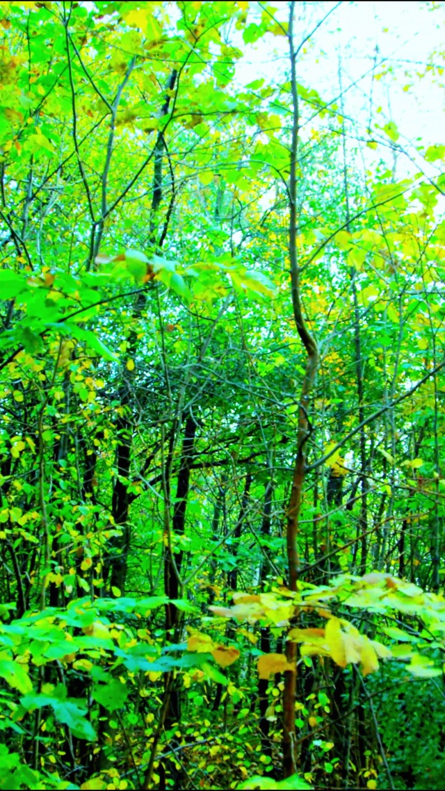 4K护眼森林氧吧