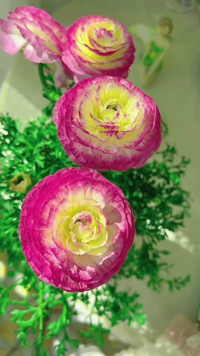 春风有信，花开有期