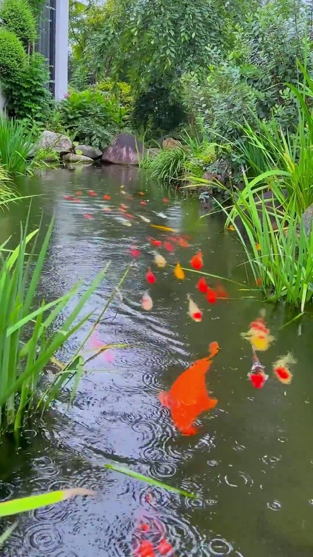 见锦鲤者发发发