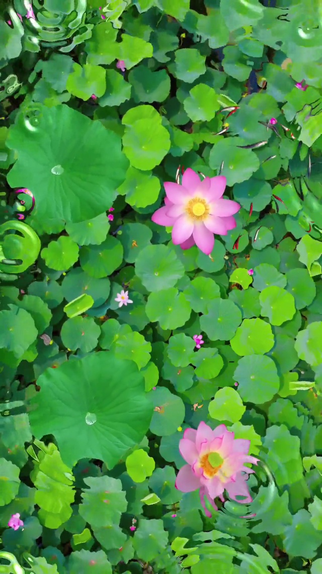 荷塘浪起清风漾，点点涟漪浮水上