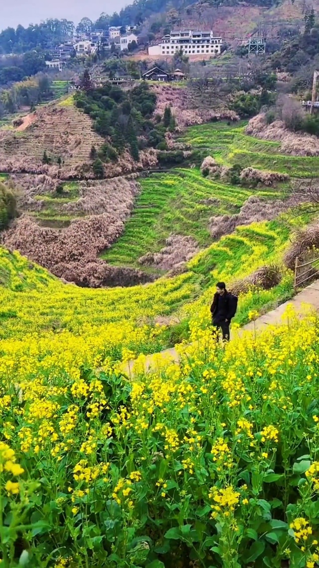 梯形油菜花田