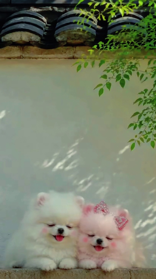 宁静治愈可爱狗狗