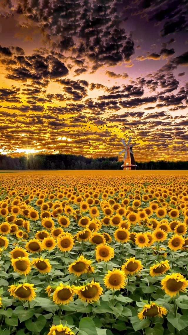 向日葵花海 入目无他人