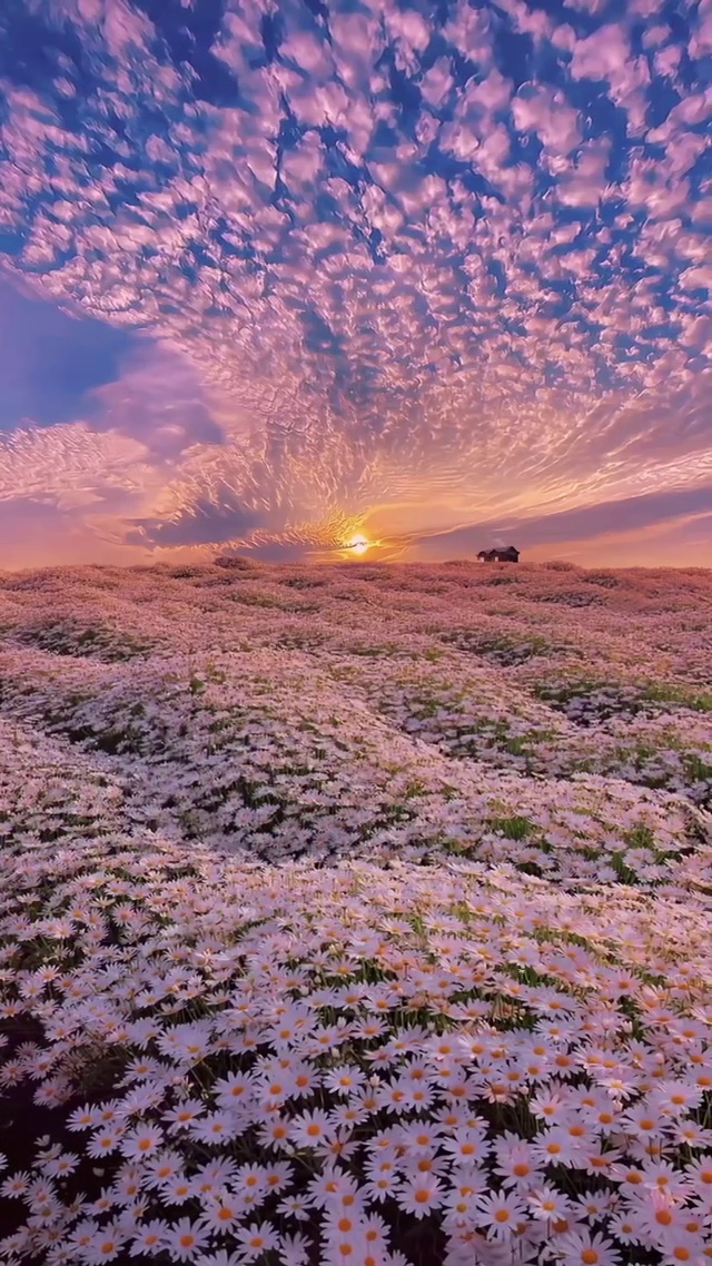 这么美的花海和晚霞，当然要艾特嘎嘎漂亮可爱的女孩一起看看啦