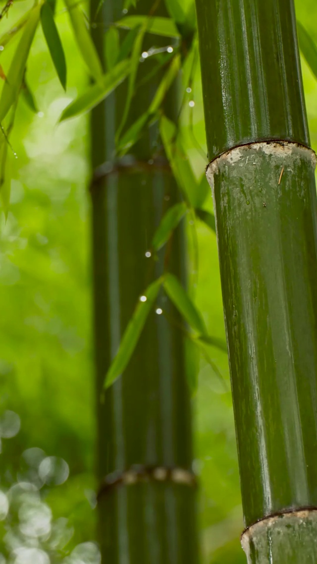雨中竹林