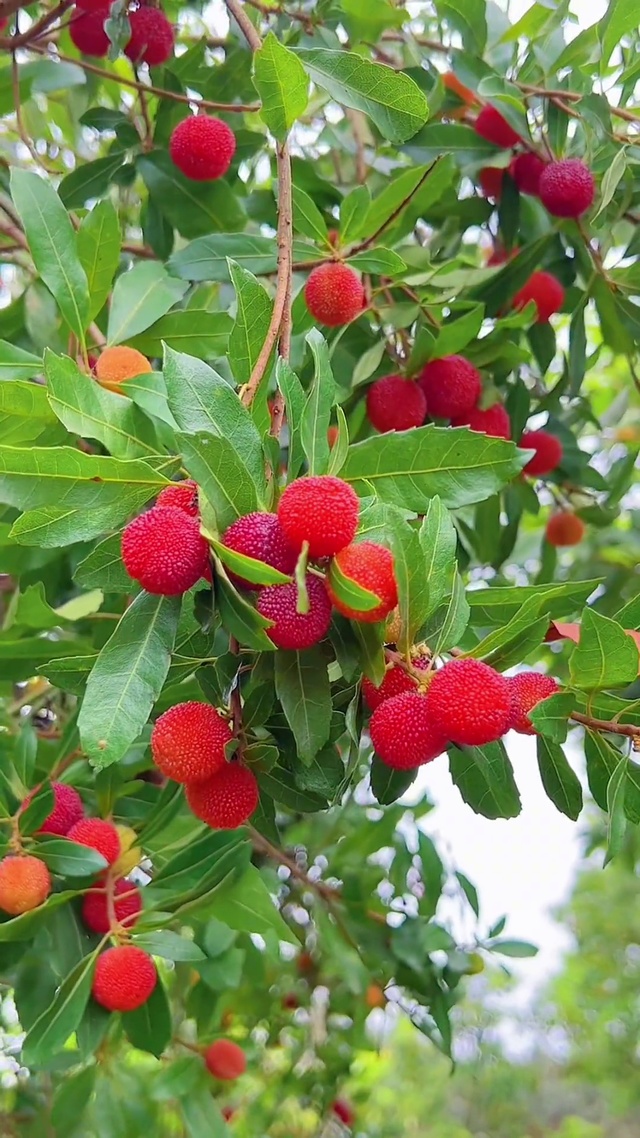 杨你一生，梅你不行