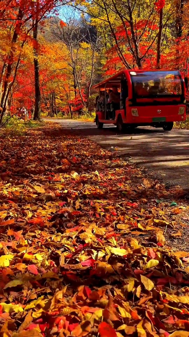 落叶飘零秋已至