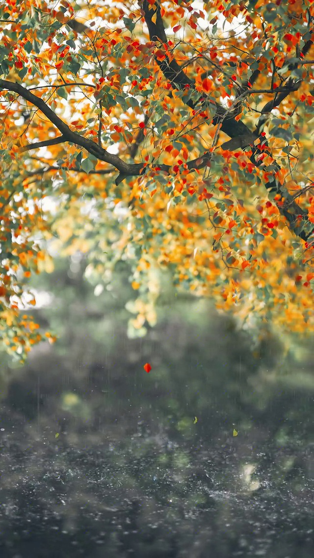 一场秋雨一场寒