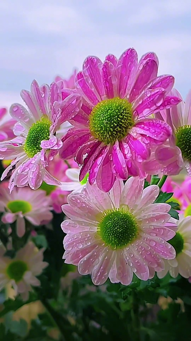 盛开的花