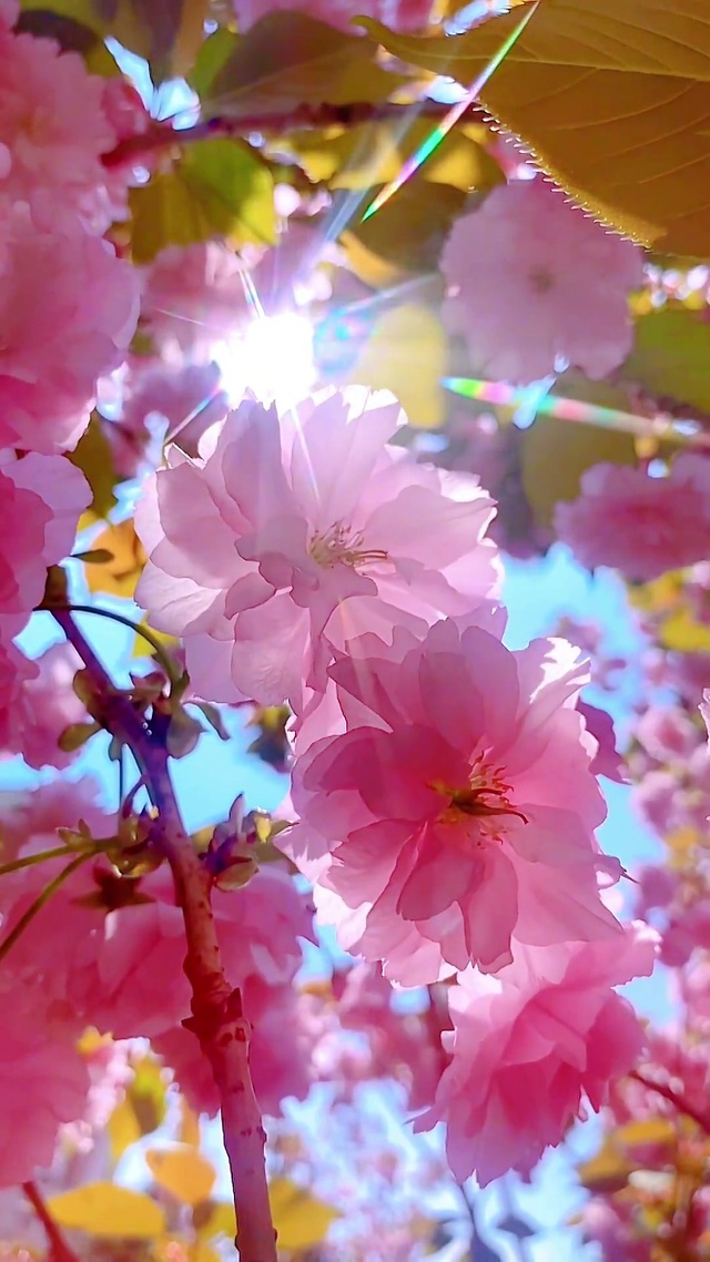 阳光正好 微风不燥