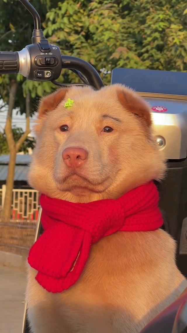 修狗系列