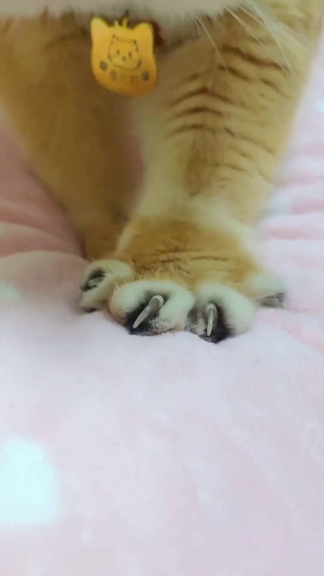 抓化你的猫爪_1