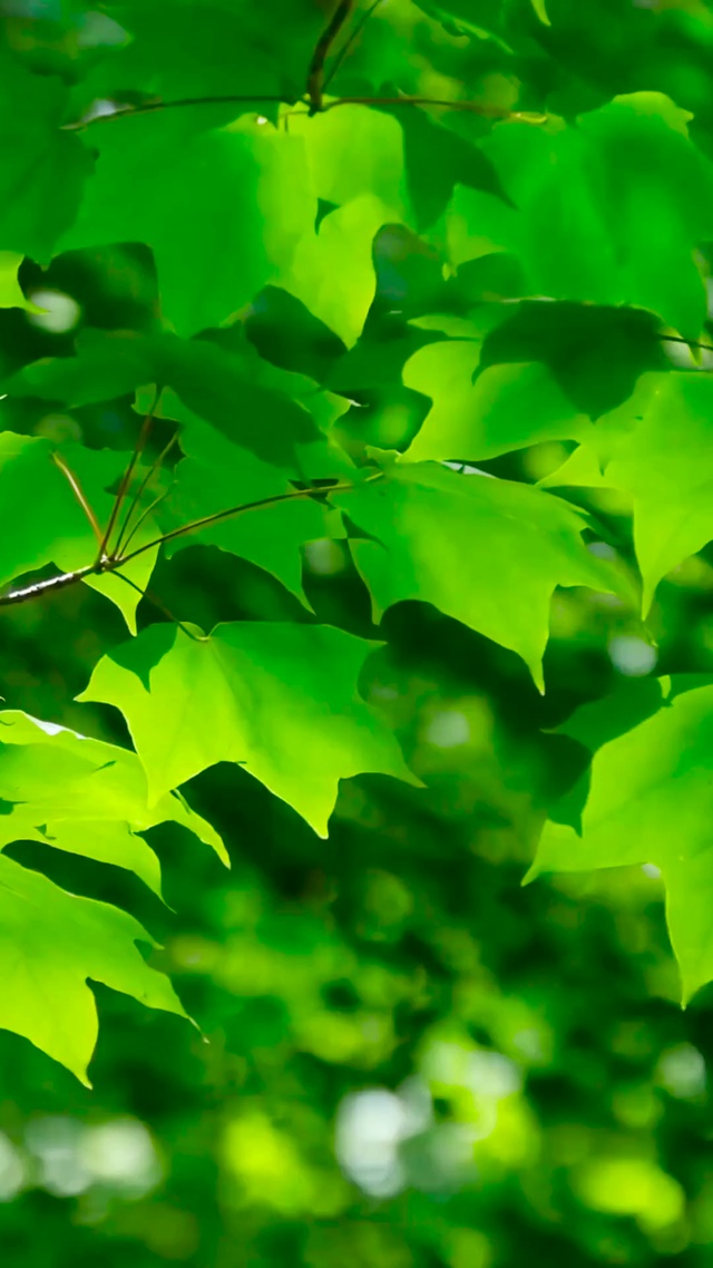4K护眼绿叶