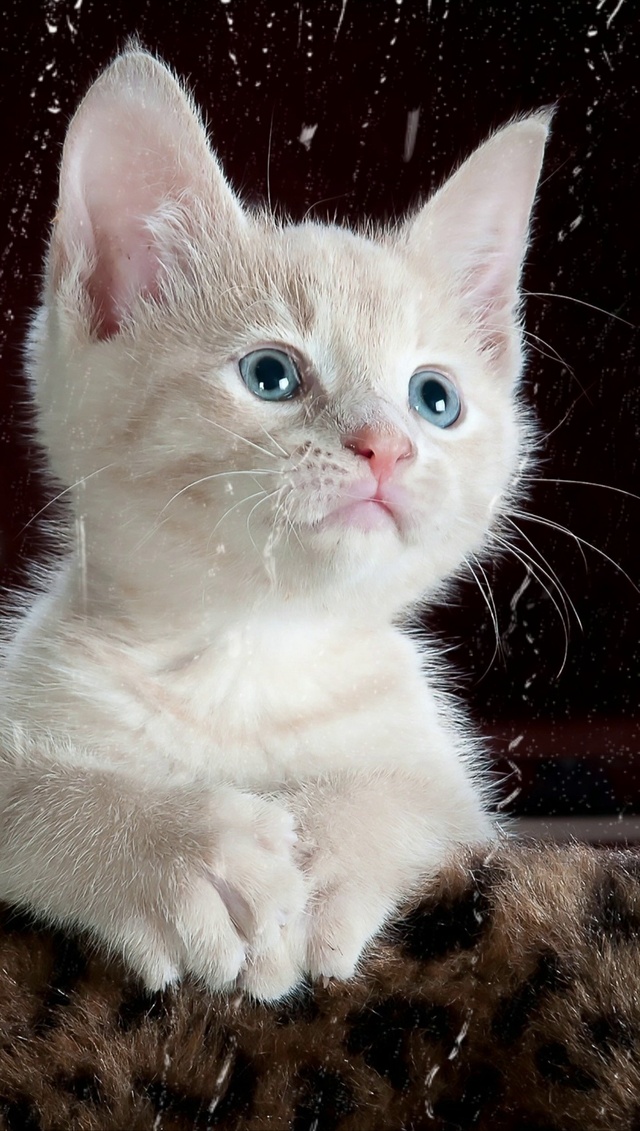 等你的猫咪