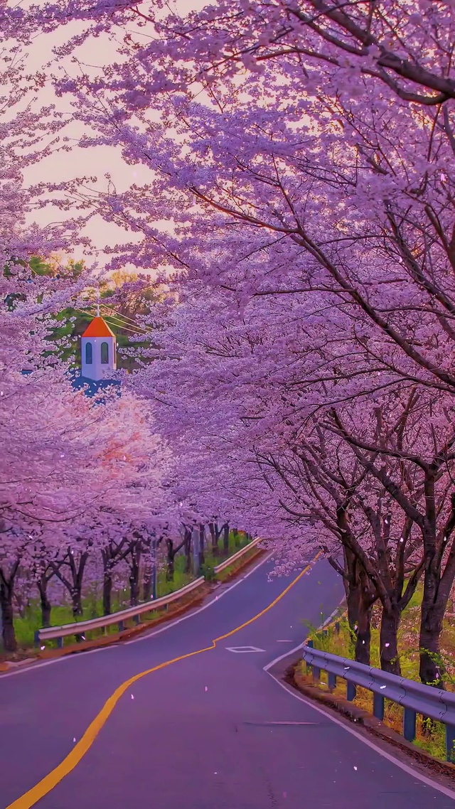 4K 樱花纷飞的时代