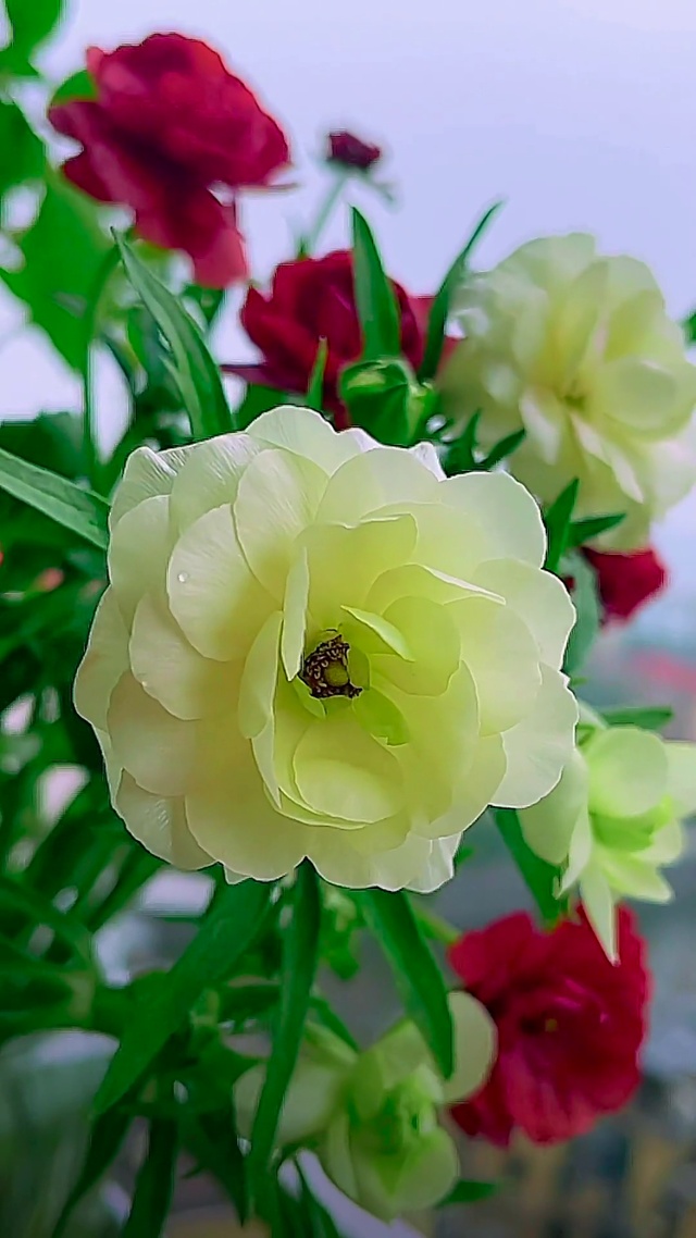 一只花独秀，等你来欣赏(风景手机动态壁纸) - 风景手机壁纸下载 - 元气壁纸
