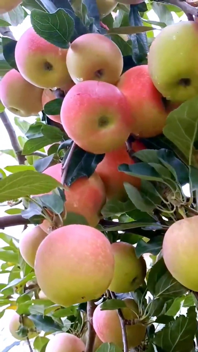 时光不语 果以成熟