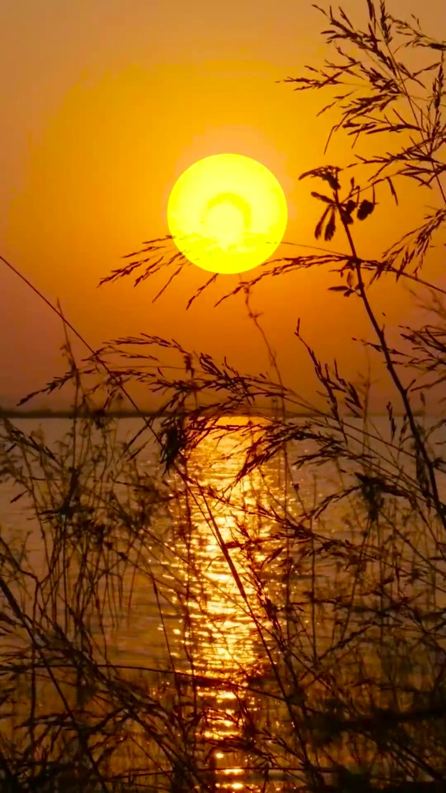 唯美芦苇夕阳下