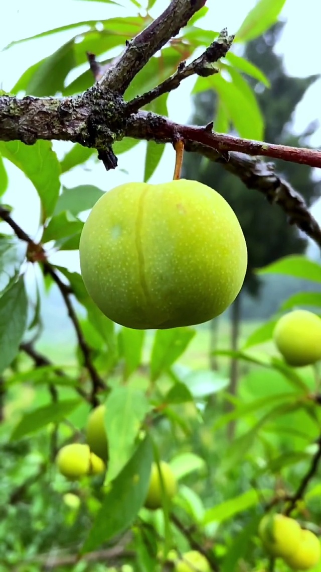 因为李，所以美好