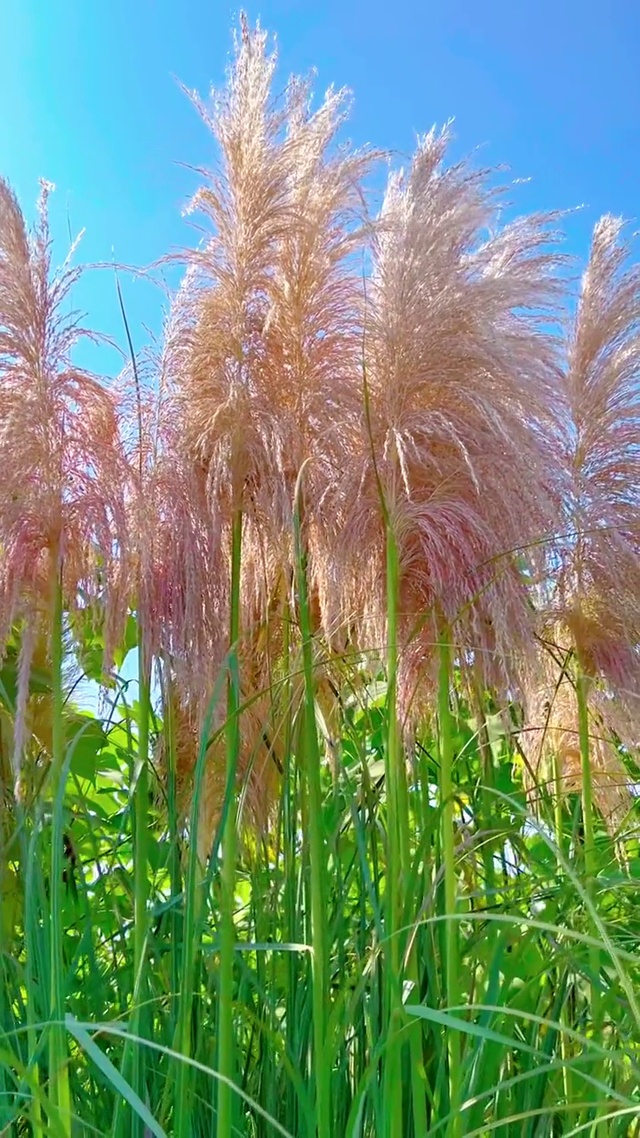 芦苇秋风