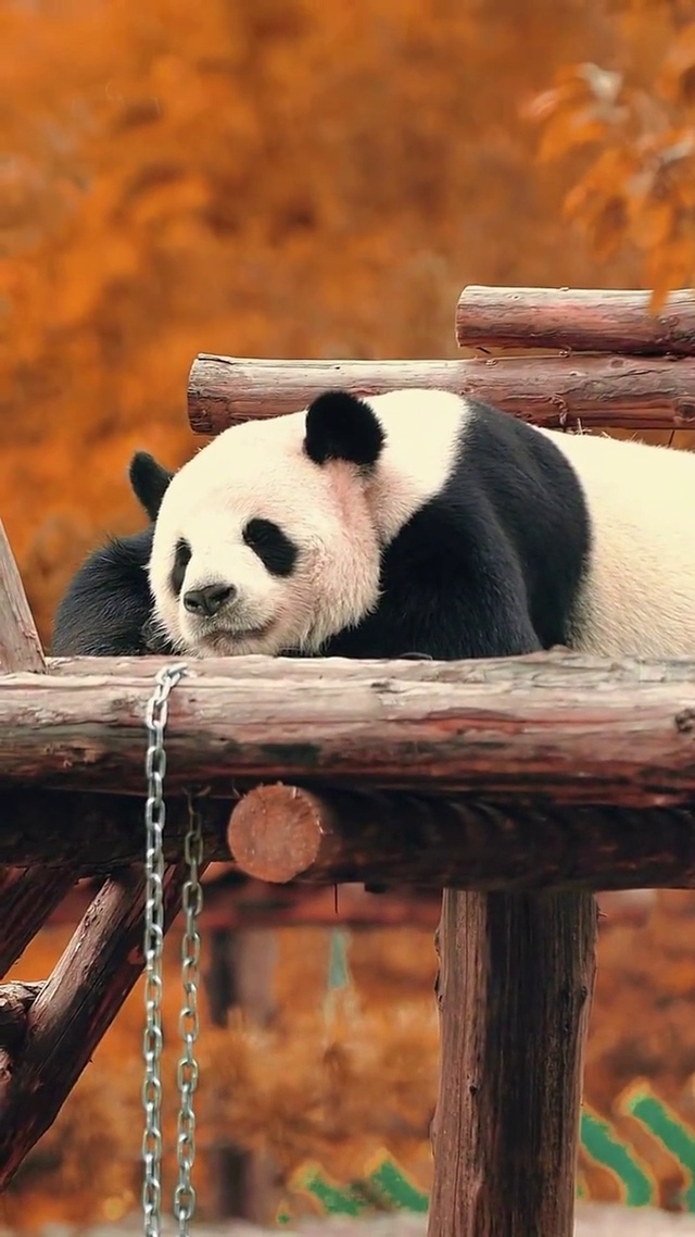 秋日里的大熊猫
