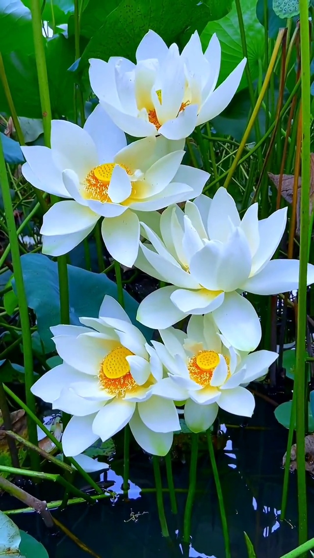 夏日荷花 好运“莲莲”