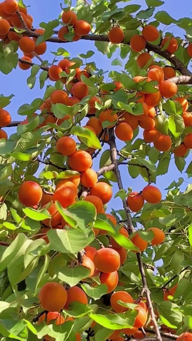 “杏”福满满“杏”运连连