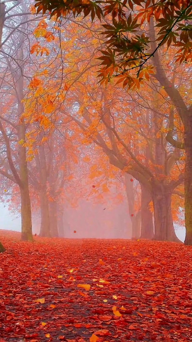 自古相思多善感，不见伊人意难醉