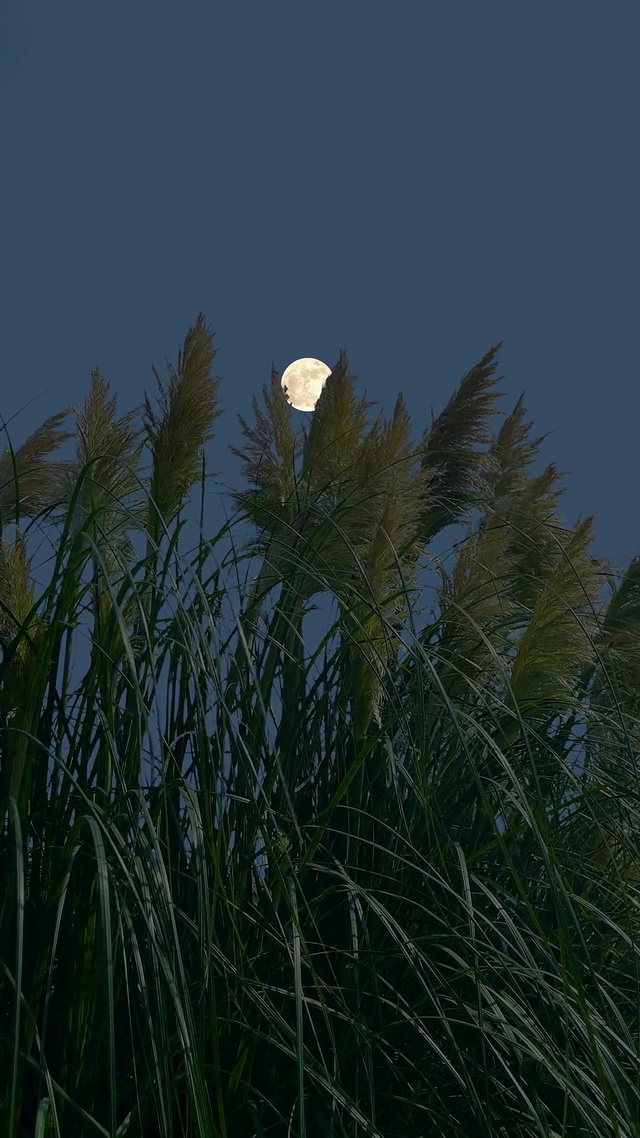 小意境夜景