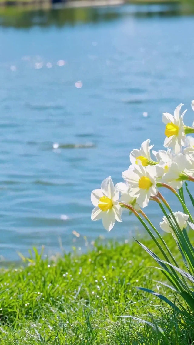 湖畔春水仙