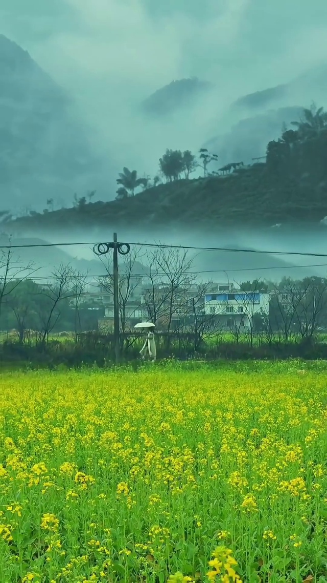 烟雨油菜花田