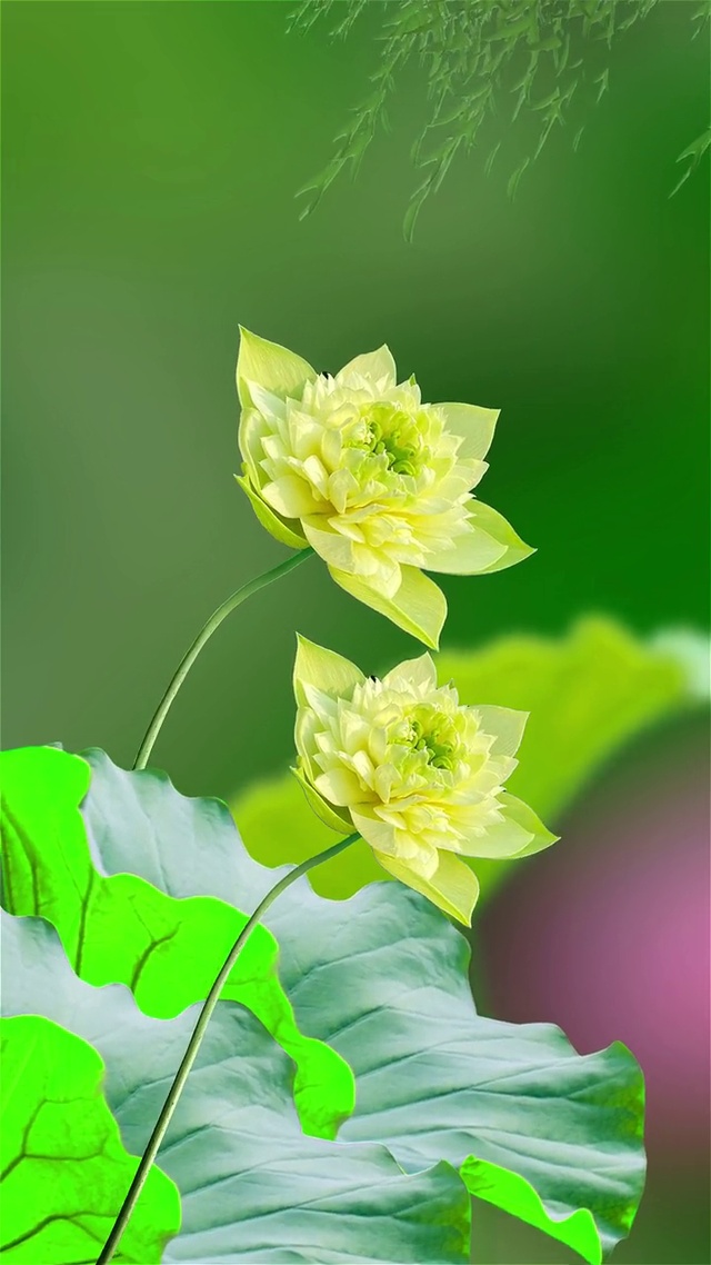 好运连连和和美美和气生财