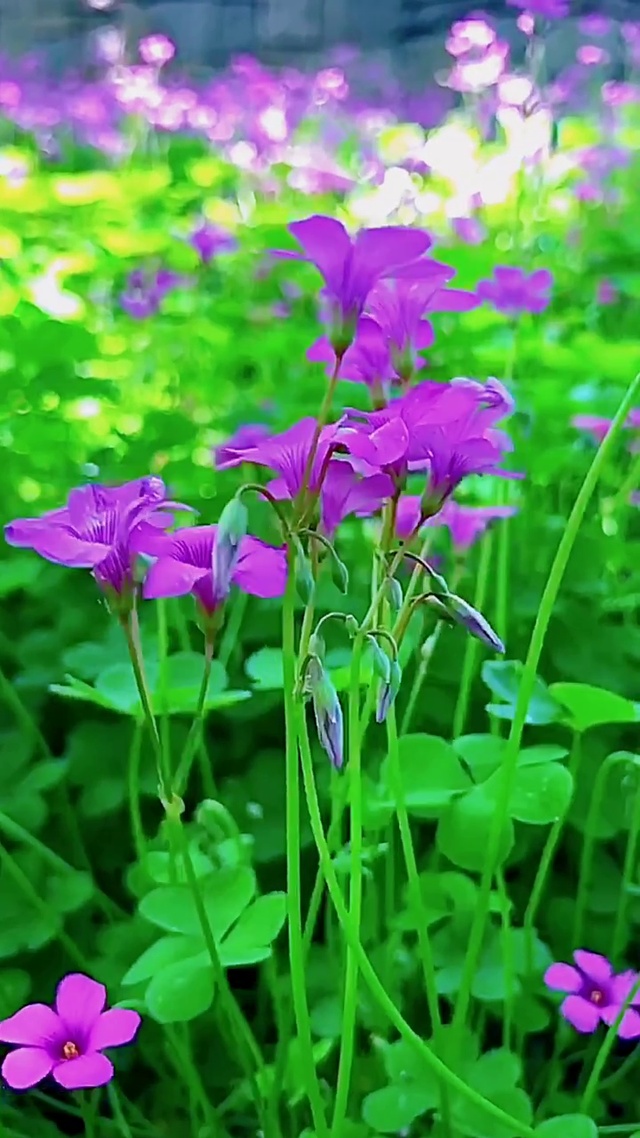 微风不燥