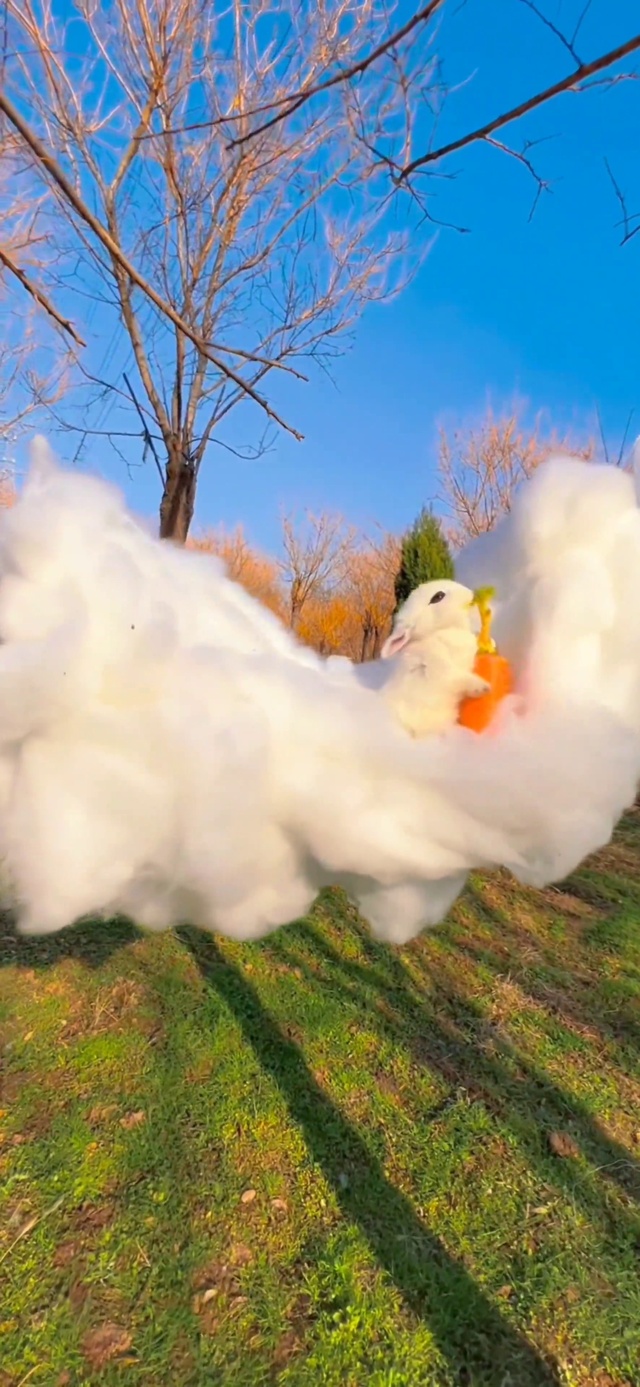 小清新可爱小兔子