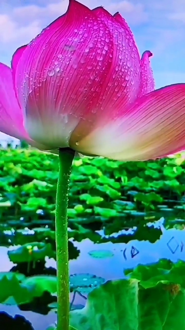 莲花