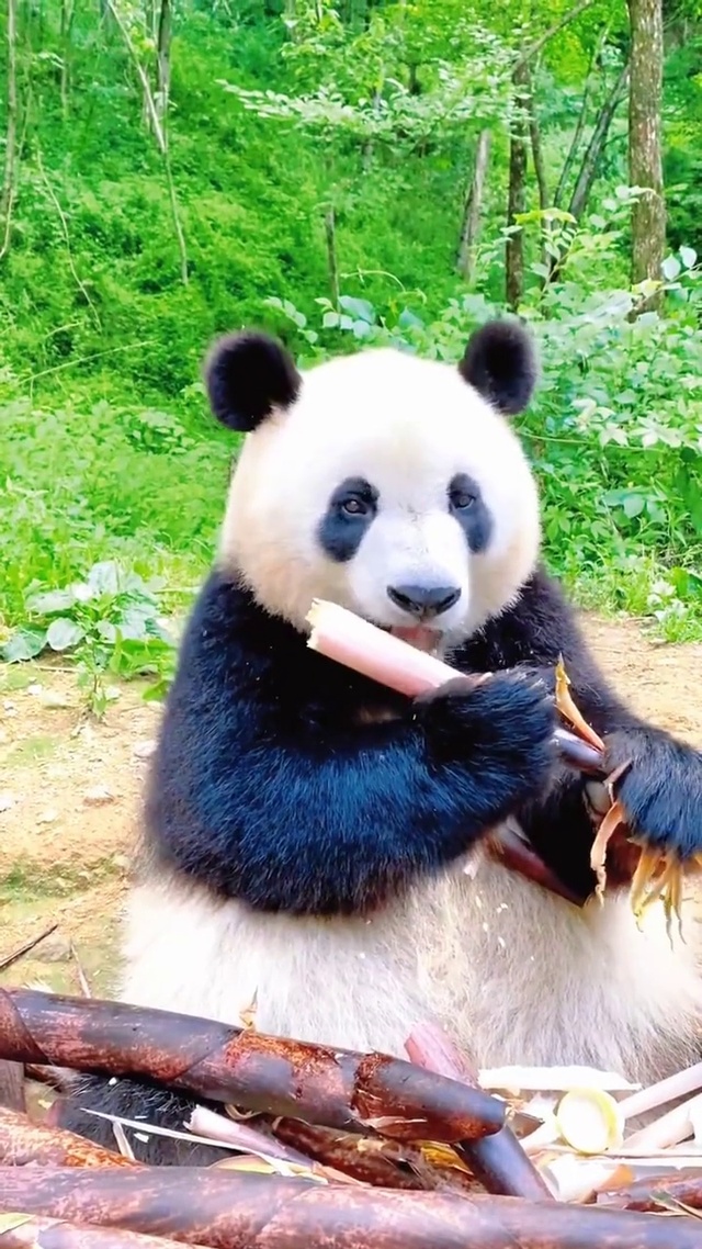 可爱熊猫干饭