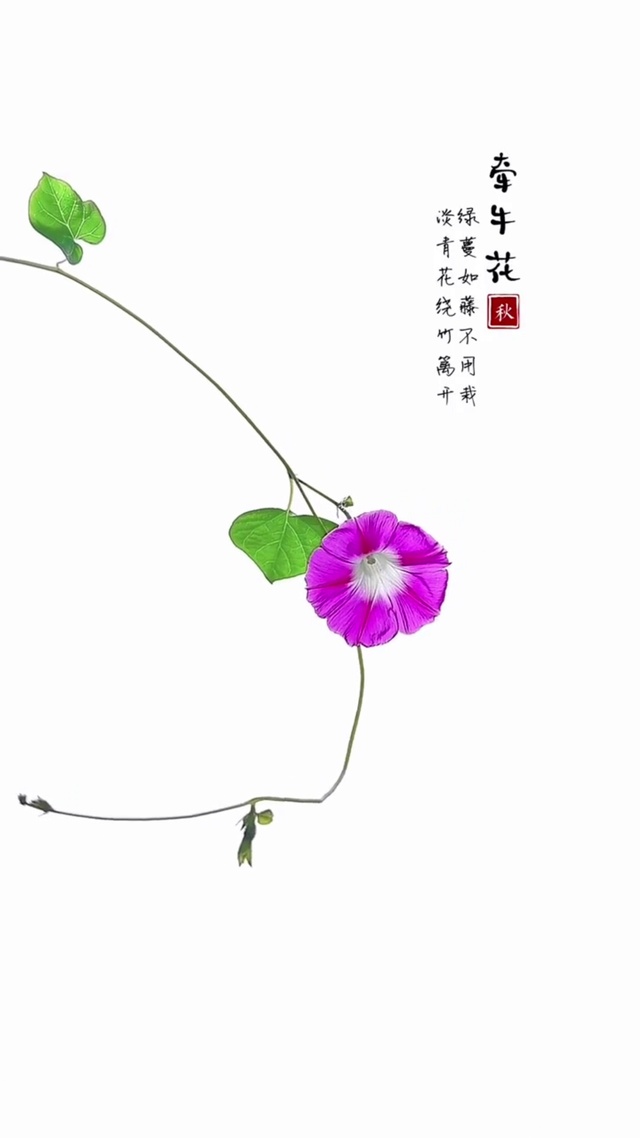 牵牛花