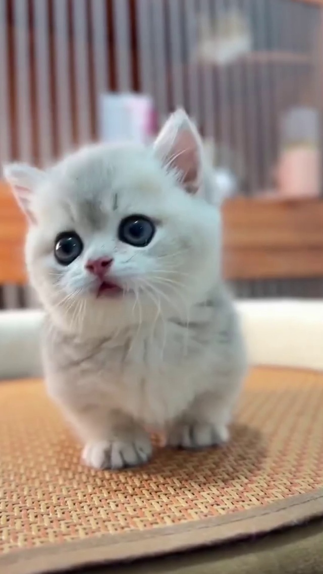 好可爱的小猫咪