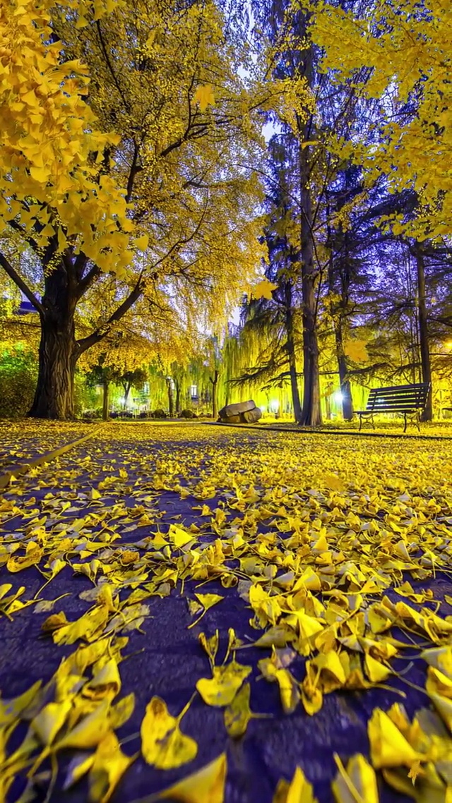 一地落叶黄，一段思念长