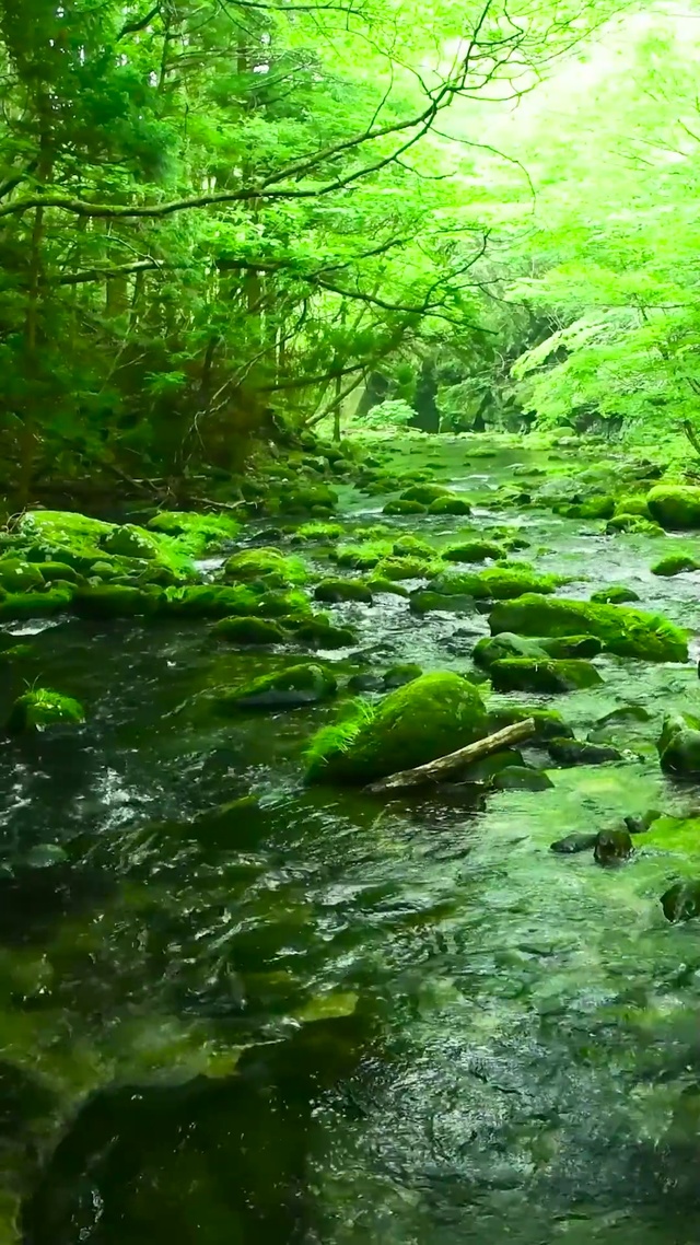 清澈护眼绿林流水