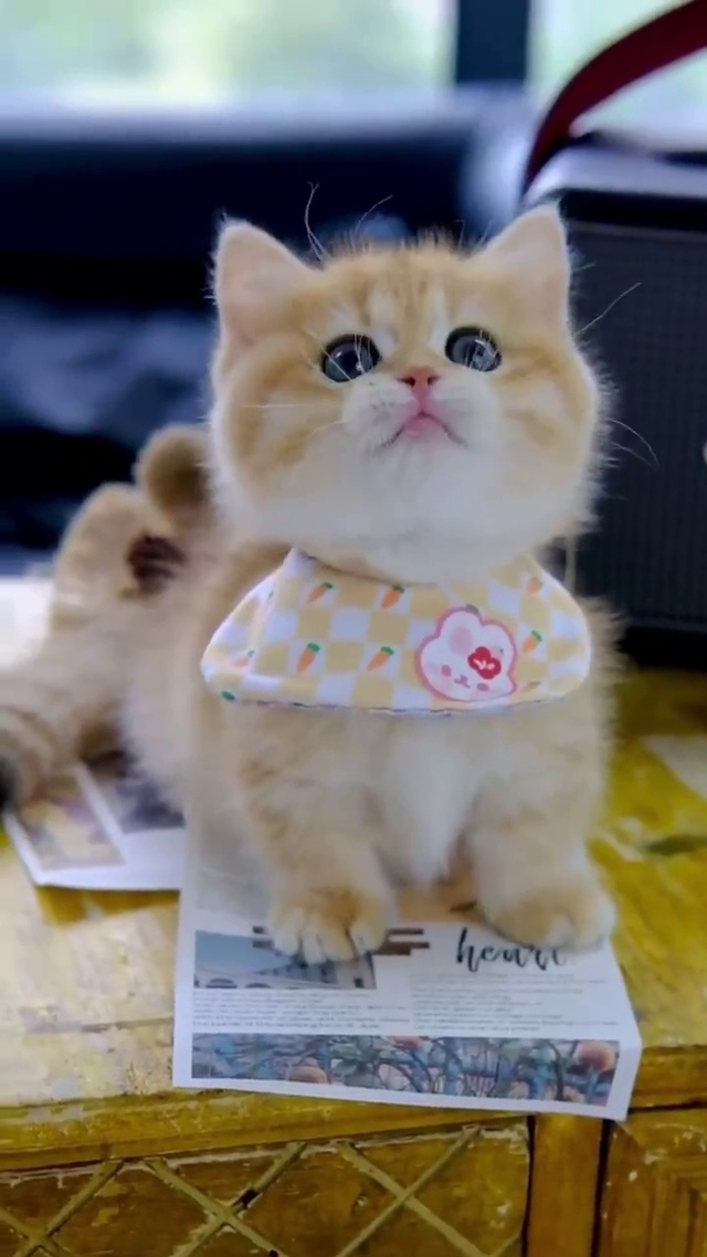 小猫咪与逗猫棒